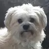 Guylaine Fortier - @guylaine.fortier1 - TikTok