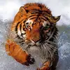 jean guy fortier - @jean.guy.fortier - TikTok