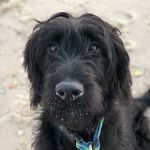 Gilmore the Goldendoodle Guy - @gilmore.thegoldendoodle.guy - Instagram