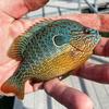 kyle - @fish_hatchery_guy - TikTok