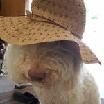 Guy Hatfield - @guys_pets - Instagram