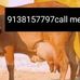 guy sale Dairy Farm House Sonu Jat 9138157797 - Facebook