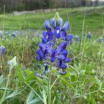 Josh, The Houston Vegan Guy - @thehoustonveganguy - Instagram