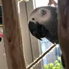 Guy Katz - @chaukotheafricangrey - TikTok