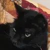 Rick Nelson - @katz_guy - TikTok