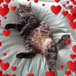 Guylain Gremont - @guylaingremont - Instagram