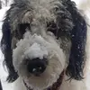 Guylaine Lemay - @guylainelemay68 - TikTok