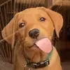 Little Guy Kai - @kailittleguy - TikTok