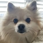 Livingston - @my_guy_livingston_cornelius - Instagram