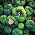 Marcus Guy - Facebook
