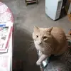 guymichaud60 - @guymichaud60 - TikTok