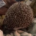 Layton Hinrichs - @minerguy2010 - Instagram