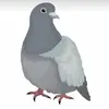 oscar_4647 - @pigeonguy_1 - TikTok