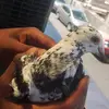 pigeon_guy0 - @pigeon_guy0 - TikTok
