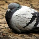 Pigeon Guy - @the.pigeon.guy - Instagram