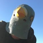 pigeon guy - @funny_pigeon_guy - Instagram