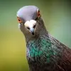 Pigeon_guy - @pigeonguy7 - TikTok
