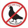 Pigeon Guy - @pigeon.guy1 - TikTok