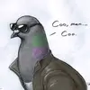 Pigeon guy - @pigeonguy4 - TikTok