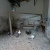 PIGEON GUY - @pigeonguy33 - TikTok
