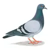 Pigeon - @pigeon_.guy - TikTok