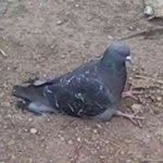 pigeon - @pigeon___guy - Instagram