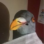 Pigeon - @the_pigeon_guy - Instagram