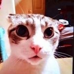 Fat guy the cat (ross) - @we_love_fat_guy_cat - Instagram