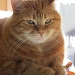 Guy Samson - @guy.samson097 - Instagram