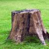 Stump Guy - @stump_guygt - TikTok