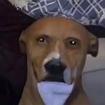 @guyswenson767829 - Instagram