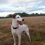 Guy Whittaker - @guycwhittaker - Instagram