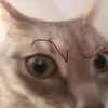 guywitt3cats - @guywitt3cats - TikTok
