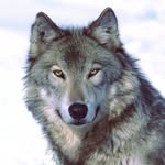 Wolfy - @wolf.guy - Instagram