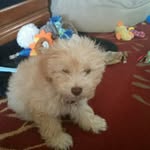Gwen - @gwenbeardshear - Instagram