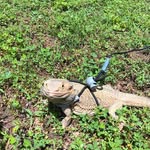 Gwen - @itsgwenthebeardie - Instagram