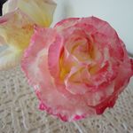 Gwen Burt - @gwenh777 - Instagram