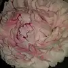gwenconnell4 - @gwenconnell4 - TikTok