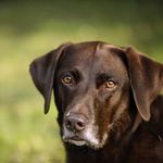 Gwen Estep Photography PETS - @gwen.estep.photography - Instagram