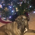 Gwen - @gwen_todd_dog - Instagram