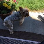 Gwen Webb - @nanawebbgocats - Instagram