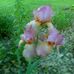 Gwendolyn McDaniel - Facebook