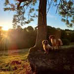 Gwyn, Murphy & Bob - @wardspaniels - Instagram
