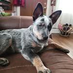 Gypsy - @gypsyjohnsonheeler - Instagram