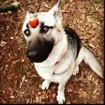 Gypsy Roberts - @gypsy.the.german.shepherd - Instagram
