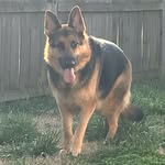 Hadley - @hadleymae.thegermanshepherd - Instagram