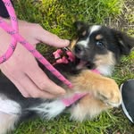 Hadley the Mini American Shepherd - @minihadleymay - Instagram
