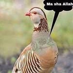 Hafsa Hussein - @hafsa.hussein.777 - Instagram