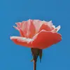 Hafsa Hussein - @_hafsahussein - TikTok