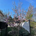 Hai Banh - @haibanh1974 - Instagram